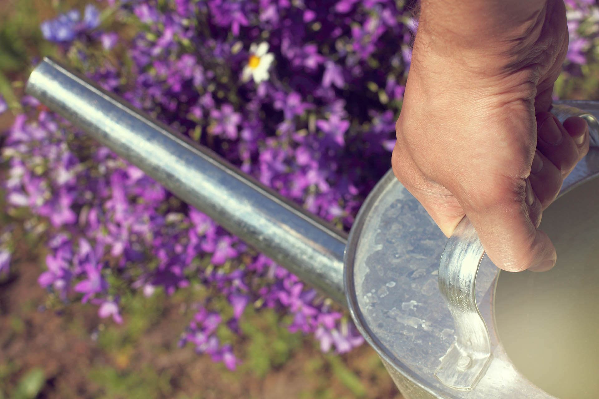 Person watering a lavender flower.